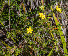 Hibbertia calycina