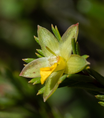 Hibbertia calycina