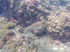 Sphoeroides lobatus