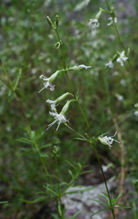 Silene foliosa