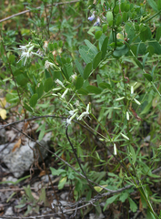 Silene foliosa