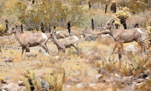 iNaturalist observation photo of Desert Bighorn Sheep