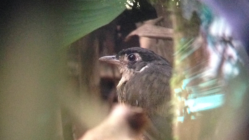 Tororoí Ventricanela Ecuatoriano, Myrmothera fulviventris
