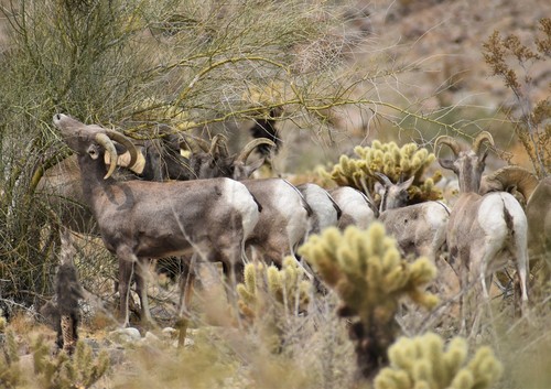 iNaturalist observation photo of Desert Bighorn Sheep