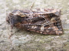 Helotropha reniformis