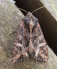 Helotropha reniformis