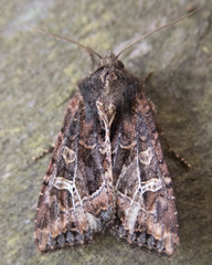 Helotropha reniformis