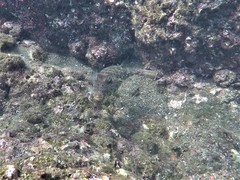 Sphoeroides lobatus