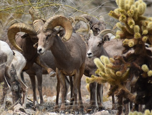 iNaturalist observation photo of Desert Bighorn Sheep