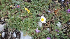 Astranthium beamanii