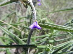 (c) Leticia Jiménez Hernández, some rights reserved (CC BY-SA) Tradescantia nuevoleonensis, photograph (c) Leticia Jiménez Hernández, some rights reserved (CC BY-SA)