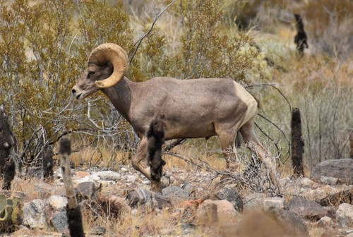 iNaturalist observation photo of Desert Bighorn Sheep