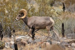 Ovis canadensis nelsoni