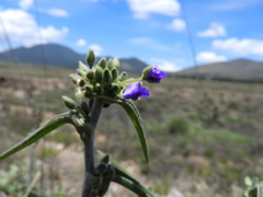 Tradescantia nuevoleonensis, photograph (c) Leticia Jiménez Hernández, some rights reserved (CC BY-SA)