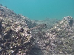 Sphoeroides lobatus