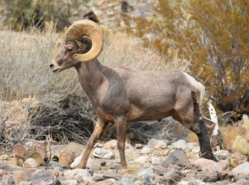 iNaturalist observation photo of Desert Bighorn Sheep