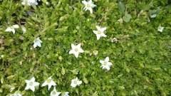 Arenaria oresbia