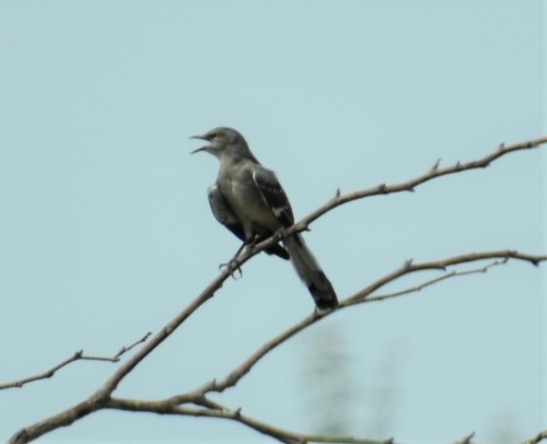 iNaturalist observation photo of Northern Mockingbird