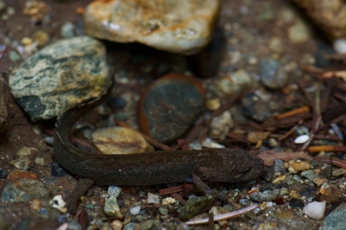 Pacific Giant Salamander