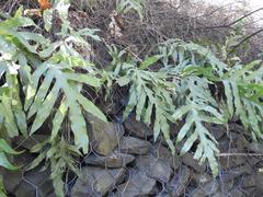 Microsorum scolopendria