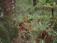 Coprosma microcarpa