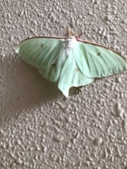 Actias aliena
