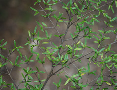 Coprosma microcarpa