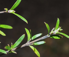 Coprosma microcarpa