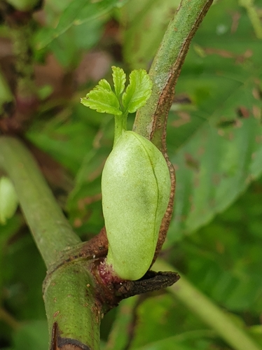 Leea indica