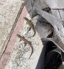 Podarcis filfolensis maltensis