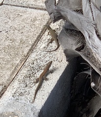 Podarcis filfolensis maltensis