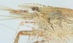 Macrobrachium petersii