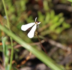 Stylidium obtusatum