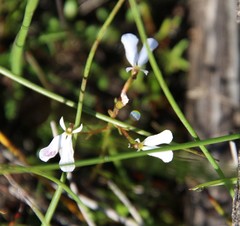 Stylidium obtusatum