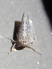 Osbornellus clarus