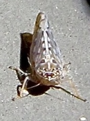 Osbornellus clarus