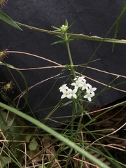 Asperula scoparia