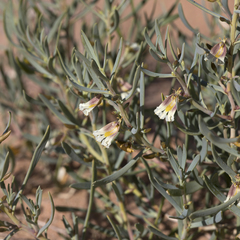 Scaevola collaris