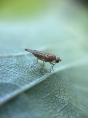Opomyza florum