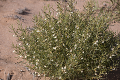 Scaevola collaris