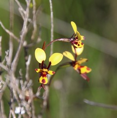 Diuris laxiflora
