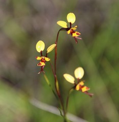 Diuris laxiflora