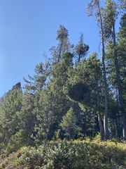 Arceuthobium americanum