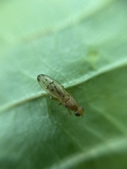 Opomyza florum