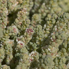 Osteocarpum dipterocarpum