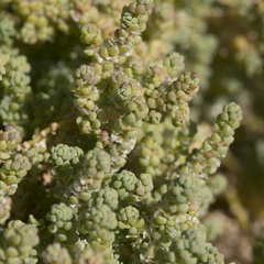 Osteocarpum dipterocarpum