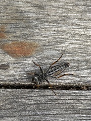 Neomochtherus geniculatus