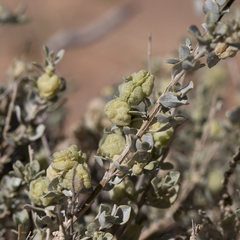 Atriplex vesicaria