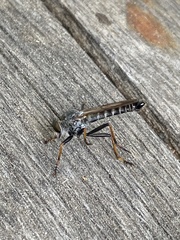 Neomochtherus geniculatus