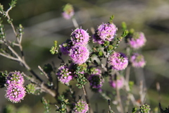 Kunzea micrantha